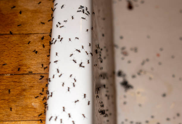 Best Cockroach Control Services  in Pikeville, KY